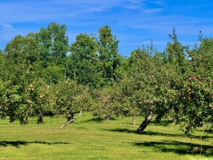 Enjoy apple picking and corn maizes at apple orchards in the White Mountains