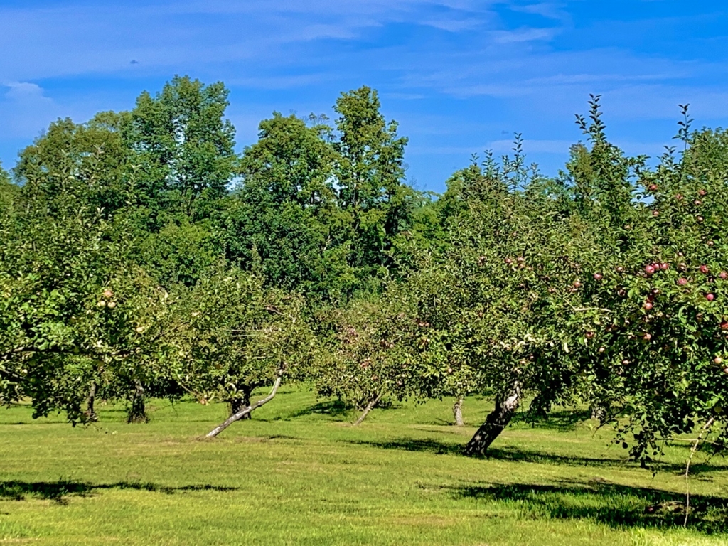 Enjoy apple picking at apple orchards in the White Mountains in NH this Fall.