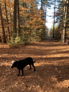 Dog-friendly hiking trails and walks in the NH White Mountains.