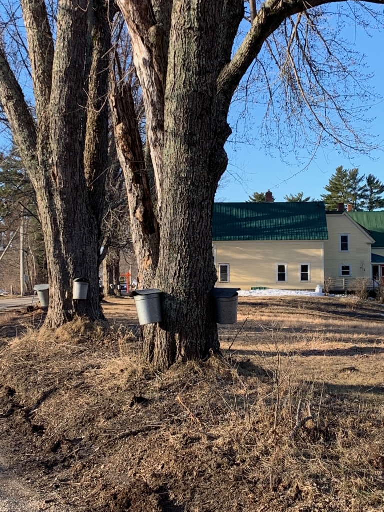 Maple Sugar is a delicious treat and perfect for pancakes. Sugar house in Maine and New Hampshire collect it by the gallon during the Spring and turn it into delicious syrup.