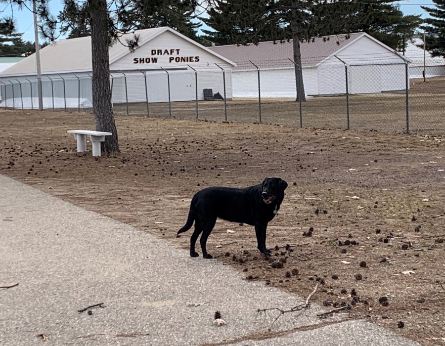 Black LLabrador explores the Draft Show Ponies barn in NH White Mountain Region in April.
